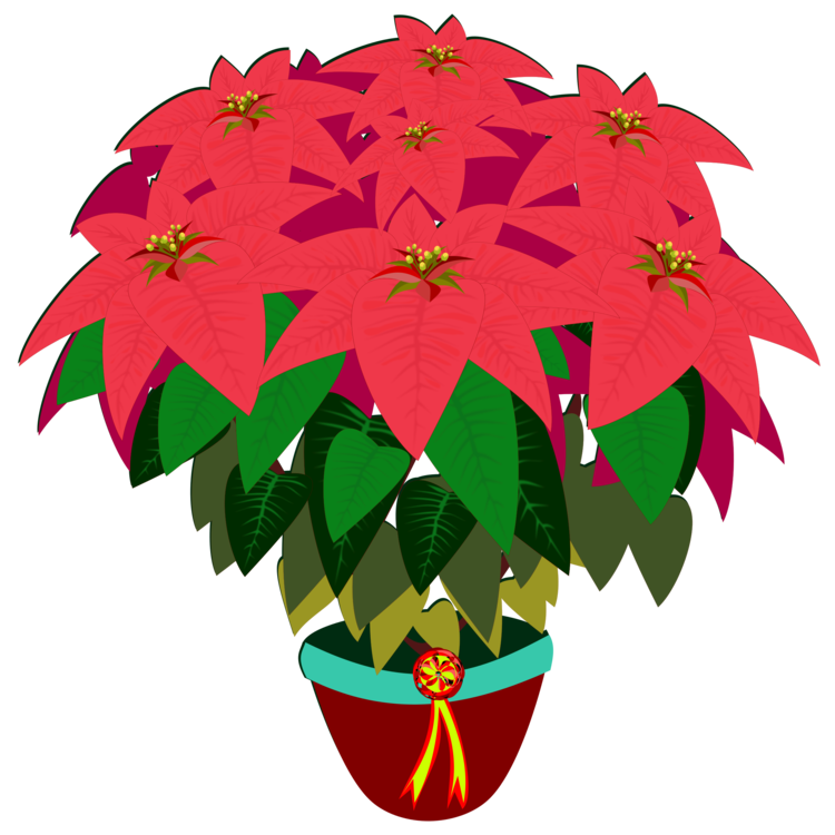 750x750 Flower Drawing Poinsettia Digital Image Cc0
