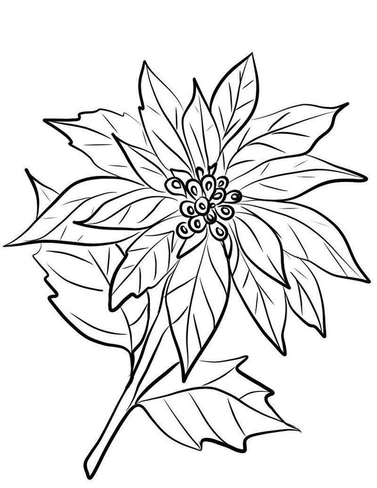734x949 Poinsettia Coloring Pages Online