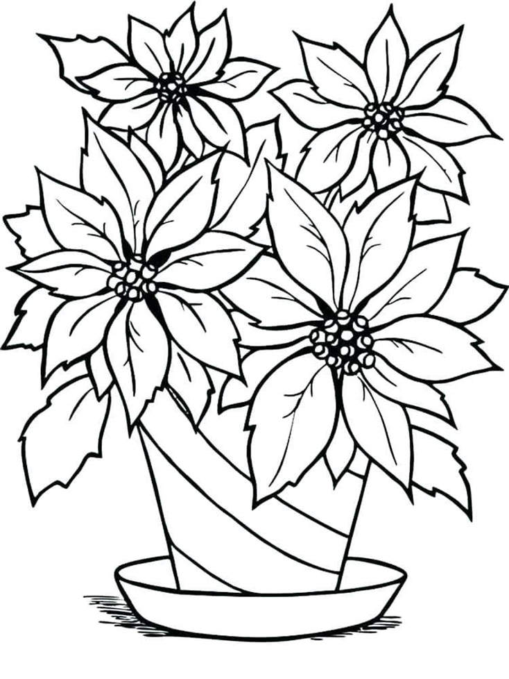 734x978 Poinsettia Coloring Pages Printable Drawing Pictures In Flower