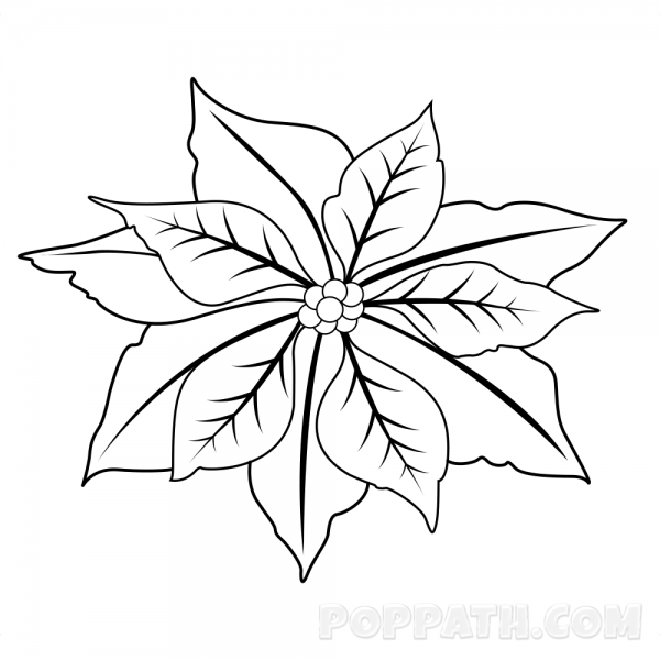 600x600 Poinsettia Drawing Outline