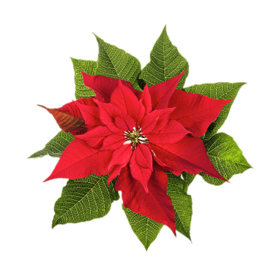 400x400 Poinsettia Drawing Transparent Png