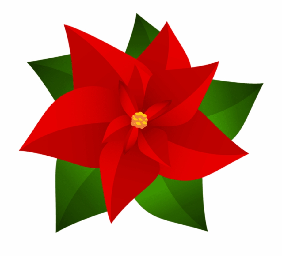 920x836 Poinsettia Transparent Snow