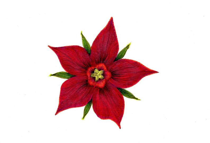 794x541 Poinsettia Art Print Of A Drawing Available Or Etsy