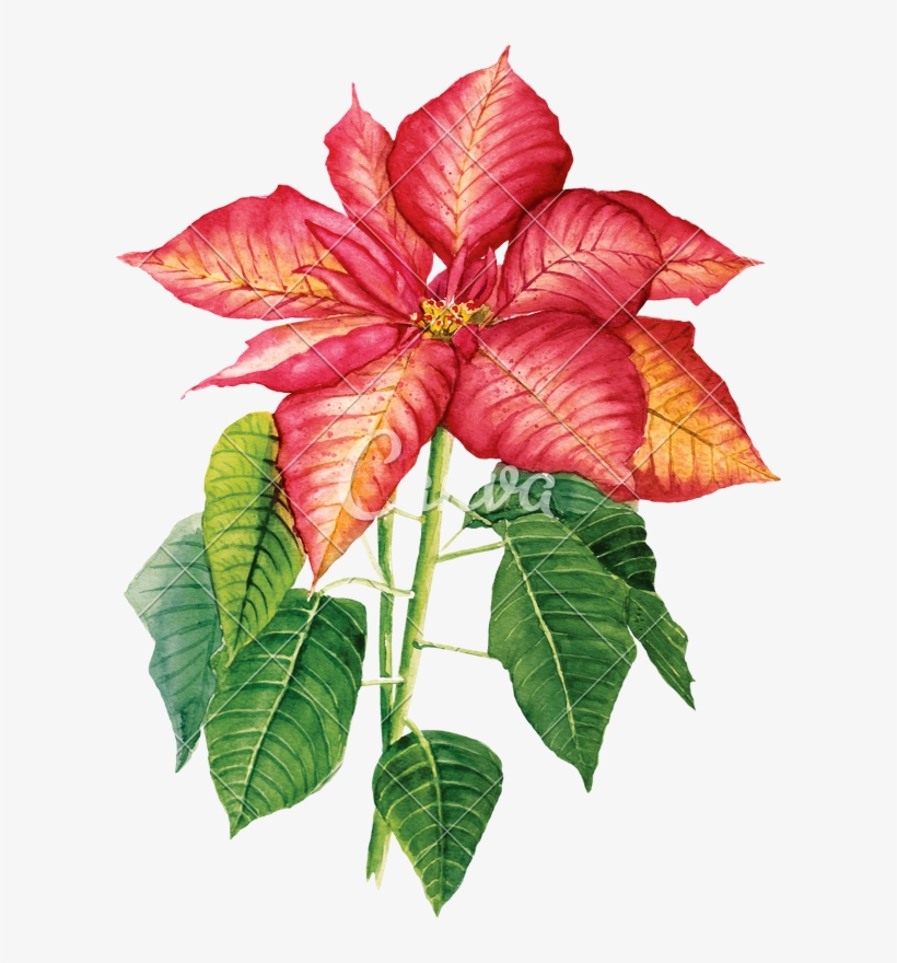 820x880 Watercolor Drawing With Poinsettia