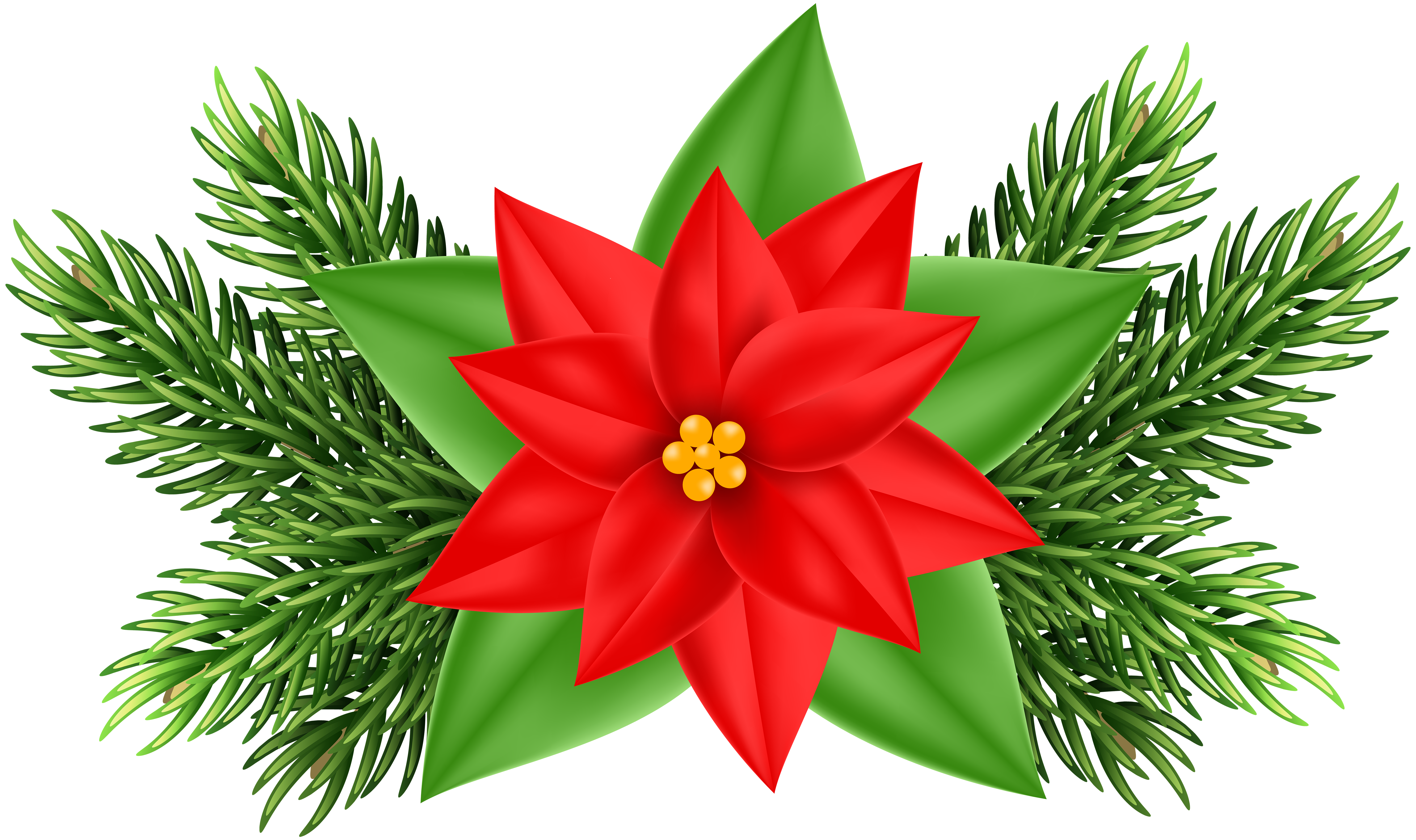 6000x3560 Collection Of Free Poinsettia Drawing Poinsetta Download On Ui Ex