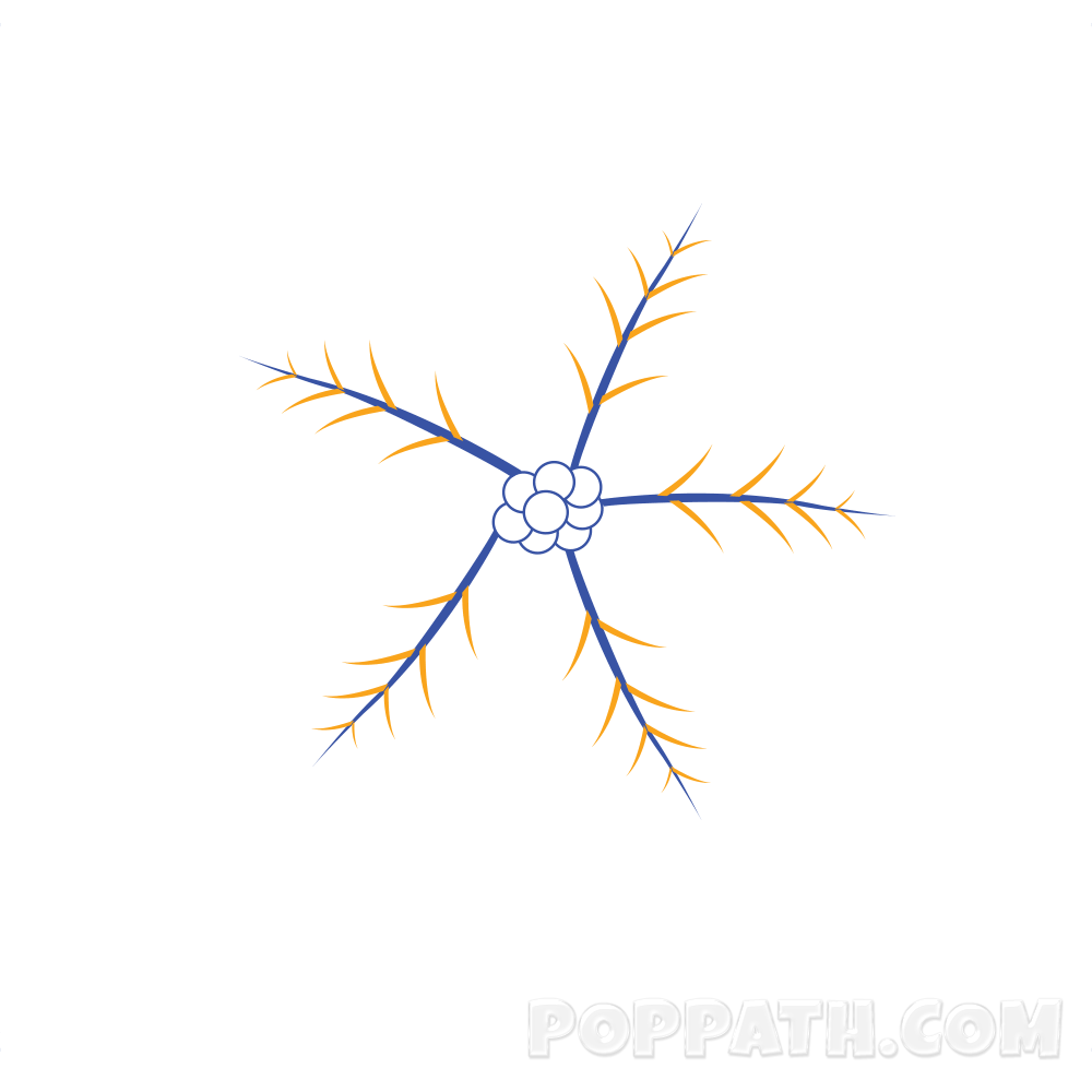 1000x1000 How To Draw A Poinsettia Pop Path