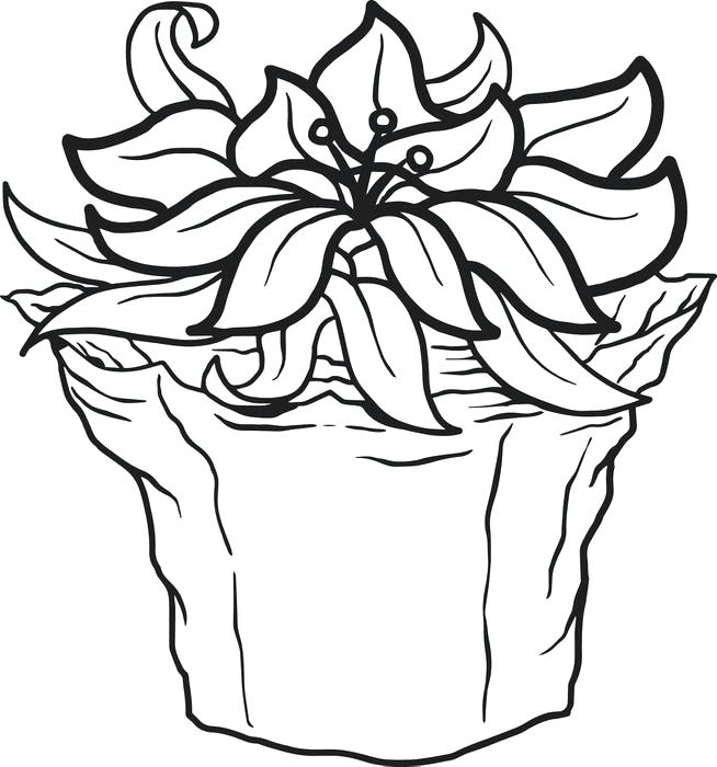 654x700 Poinsettia Drawing Kid For Free Download