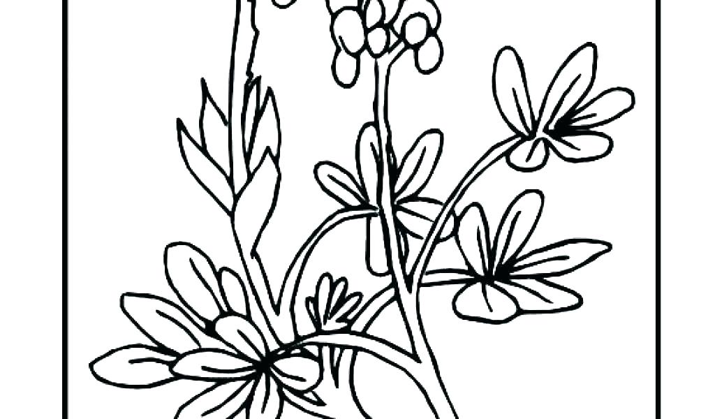 1024x600 poinsettia coloring pages poinsettia coloring