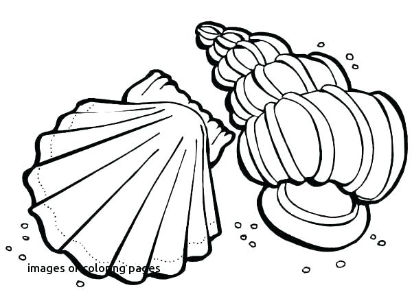 600x442 poinsettia coloring pages poinsettia coloring
