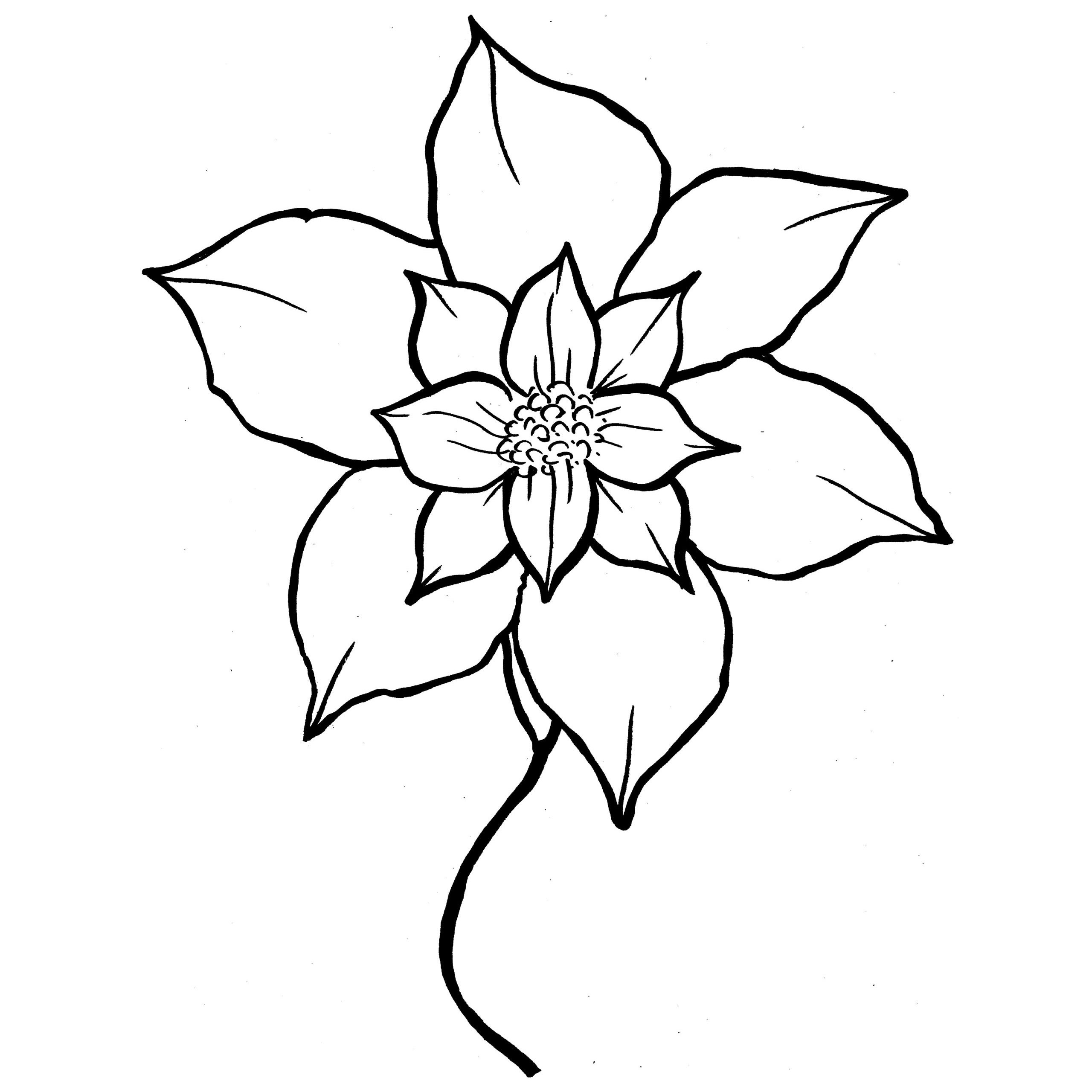 Poinsettia Drawing Outline Free download on ClipArtMag