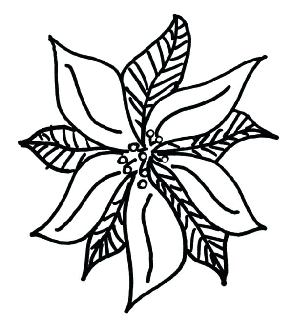 600x662 Drawing Of Poinsettia For Day Coloring
