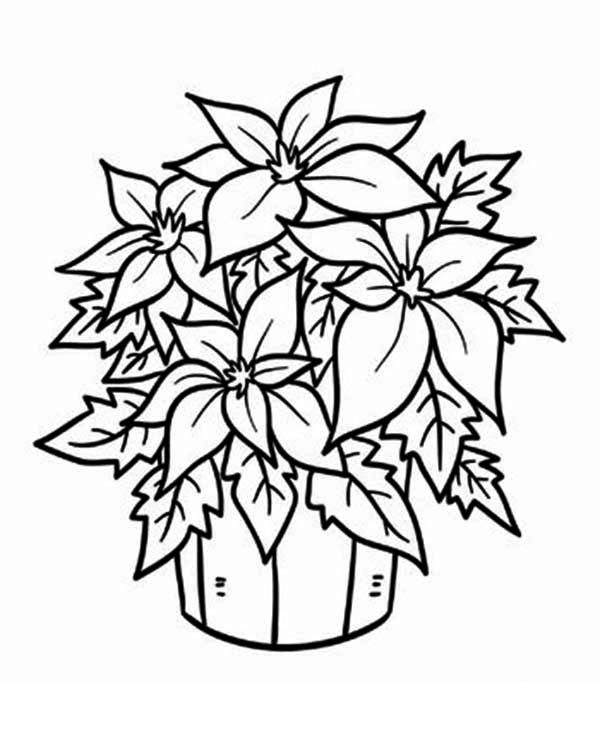 600x754 How To Draw Poinsettia Coloring Pages Fresh Flower In A Bucket