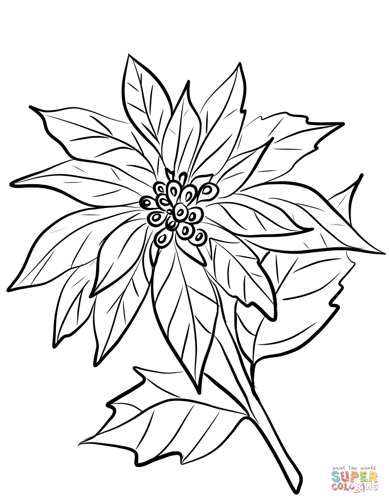 800x1035 Poinsettia Flower Coloring