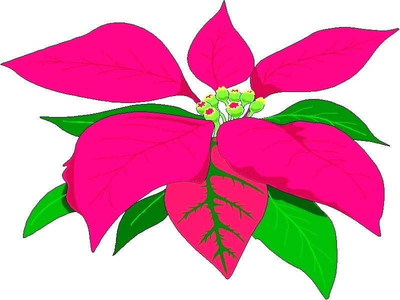 800x600 poinsettia pictures free poinsettia pictures free download