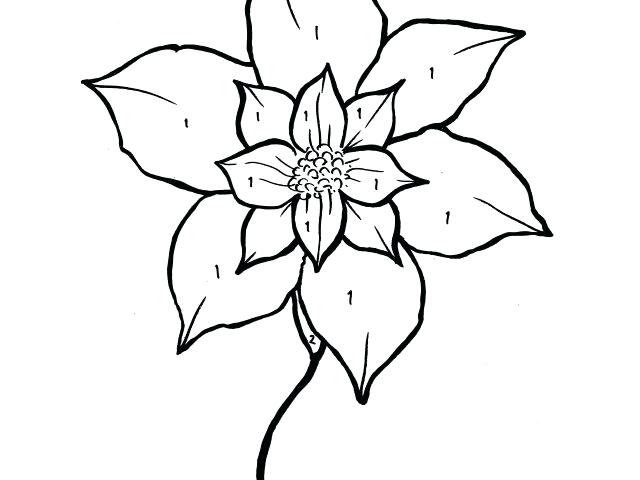 640x480 premium poinsettia coloring flawless poinsettia flower