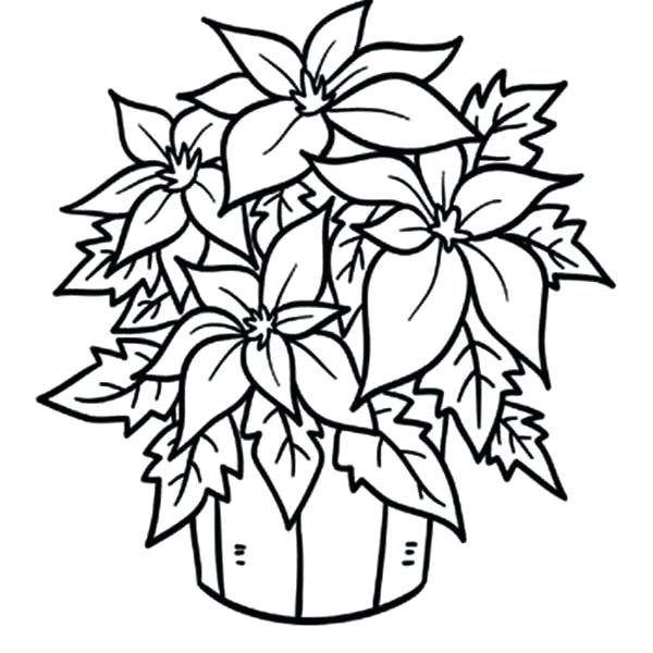 600x600 Inspirational Poinsettia Coloring Pages