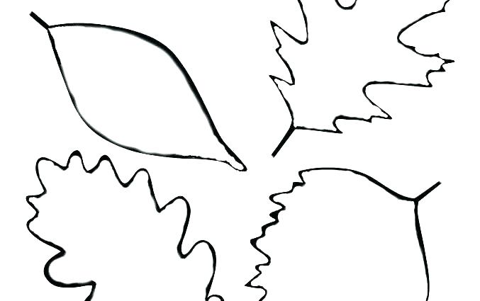 677x425 Leaf Template Printable Maple Banana Split Holly Leaves Poinsettia