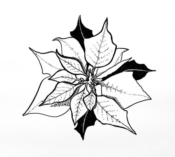 600x539 Poinsettia Drawings Fine Art America