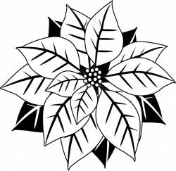 250x243 Poinsettia Drawing, Picture