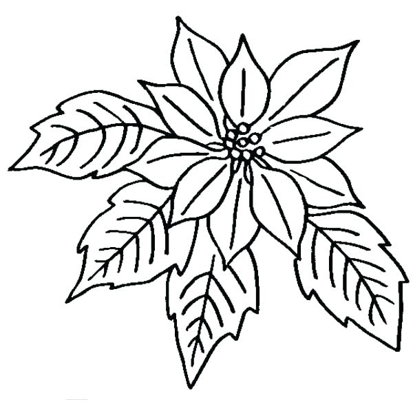 Poinsettia Line Drawing | Free download on ClipArtMag