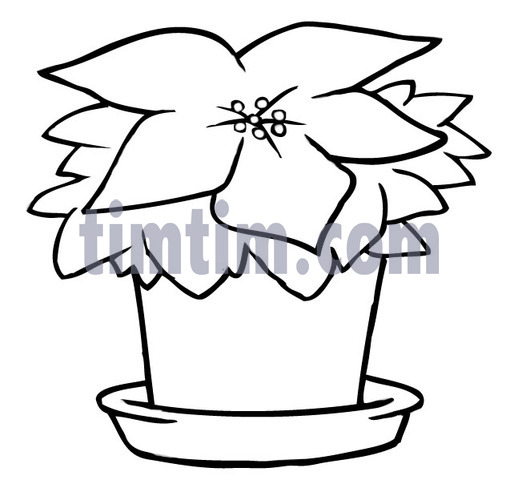 518x480 Free Drawing Of A Christmas Poinsettia Bw From The Category