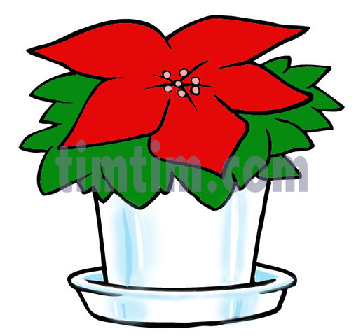 518x480 Free Drawing Of A Christmas Poinsettia From The Category