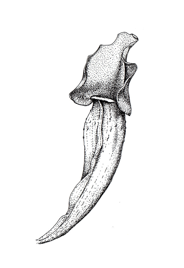 704x1023 The World's Most Recently Posted Photos Of Plant And Pointillism