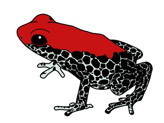 570x426 Hand Drawn Poison Dart Frog Amphibian Frog Drawn Etsy