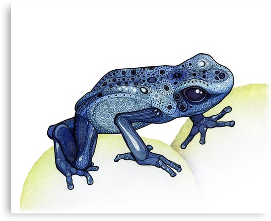 550x447 Poison Dart Frog Canvas Print