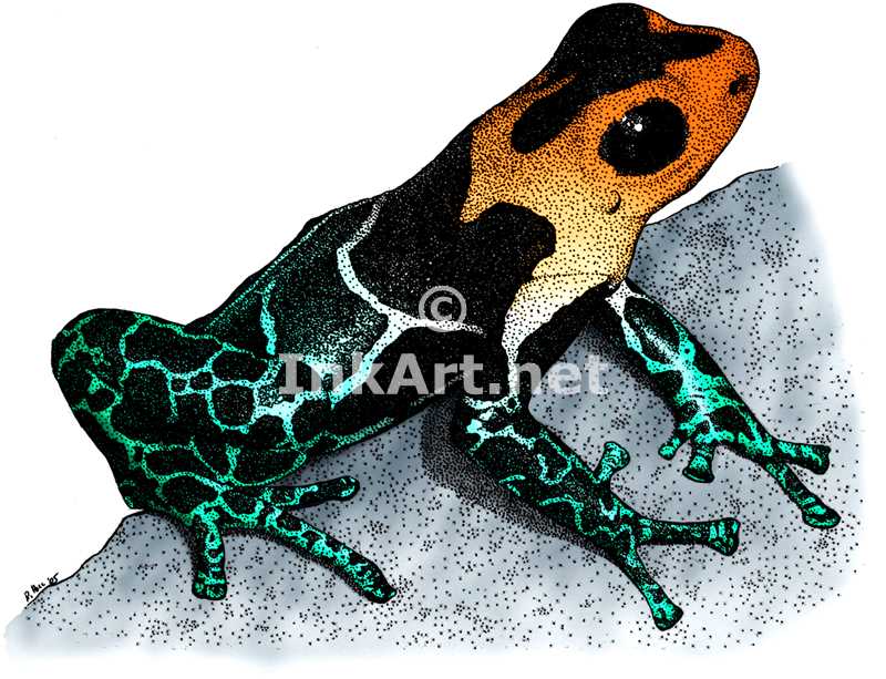 800x613 Red Headed Poison Dart Frog
