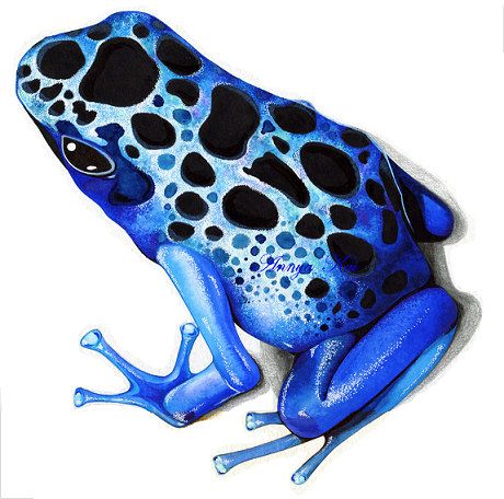 460x456 sapphire blue poison dart frog