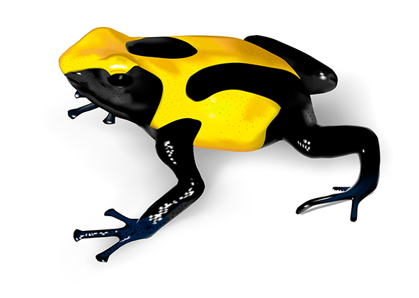 600x426 Templating For Poison Dart Frogs Illustrations On Wacom Gallery