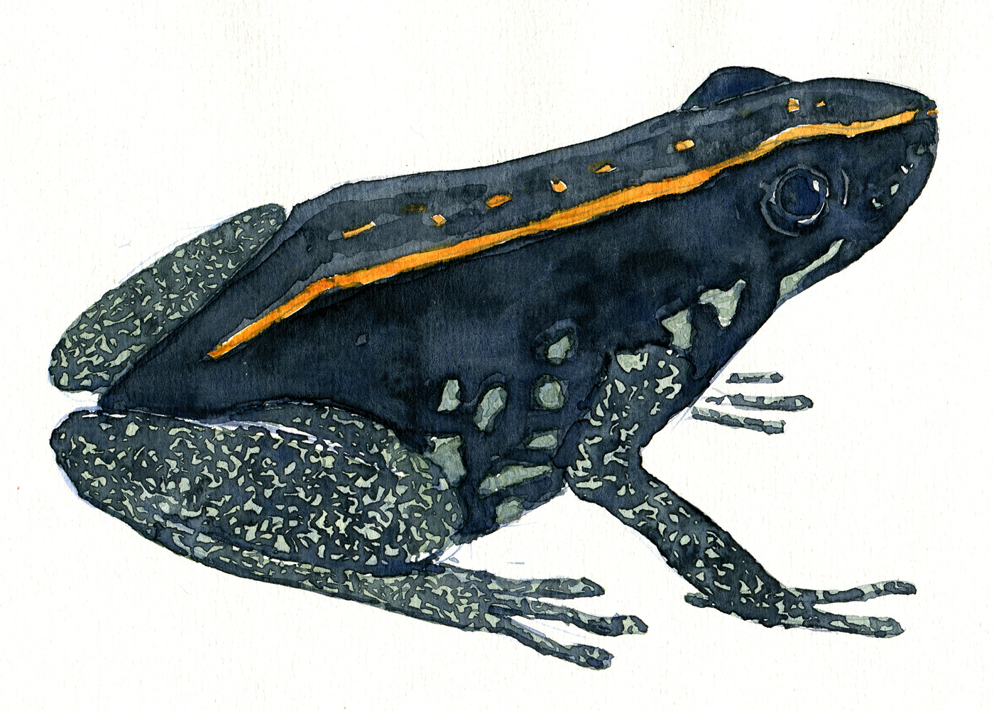 1400x1001 Watercolor Poison Dart Frog The Hiking Artist Project