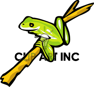 300x278 Amphibian Drawing Rainforest Frog Transparent Png Clipart Free