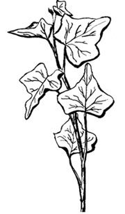 180x308 Poison Ivy Drawing