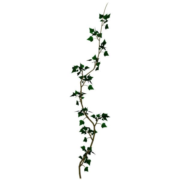 600x600 My Polyvore Finds Vines, Flowers