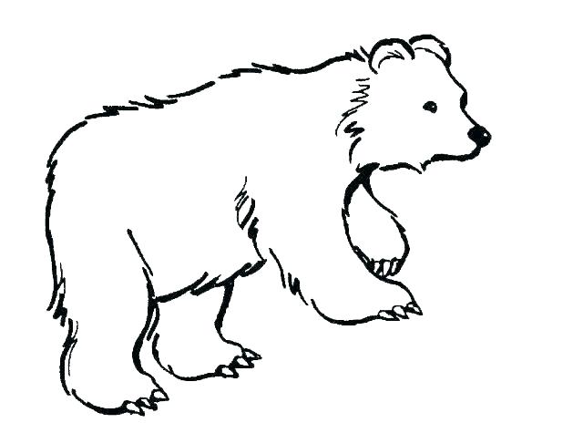 618x464 How To Draw A Cute Baby Polar Bear Cute Baby Polar Bear Coloring