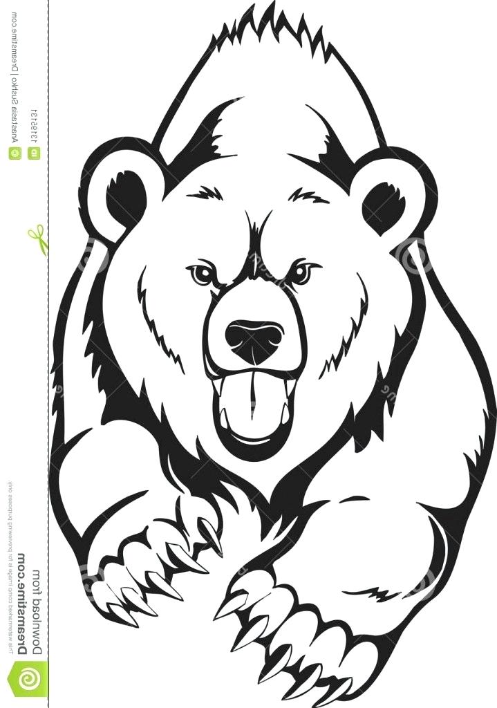 719x1024 A Bear Drawing Bear Drawing Step