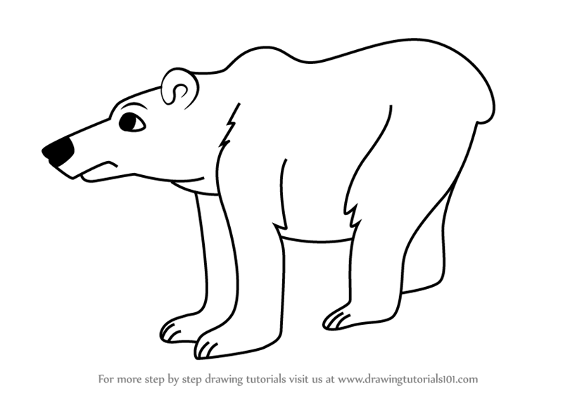 800x566 Learn How To Draw A Cartoon Polar Bear