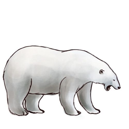 500x500 draw a polar bear stuff polar bear drawing, bear drawing
