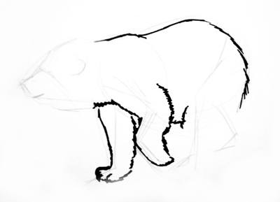 400x289 How To Draw A Baby Polar Bear Lesson