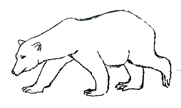 585x350 How To Draw A Baby Polar Bear Leoheath Club