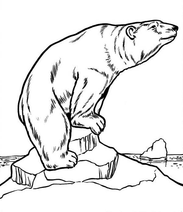 Polar Bear Drawing