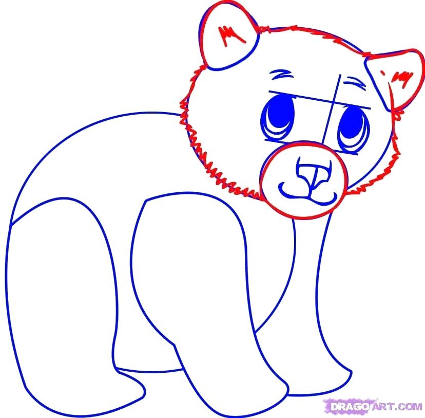 828x813 How To Draw A Bear Step