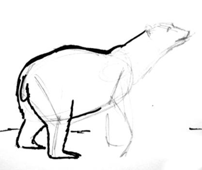 417x350 How To Draw A Polar Bear