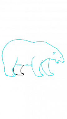 215x382 Polar Bear Drawing
