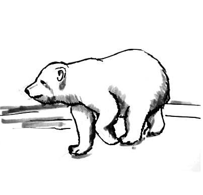 403x387 How To Draw A Baby Polar Bear Lesson