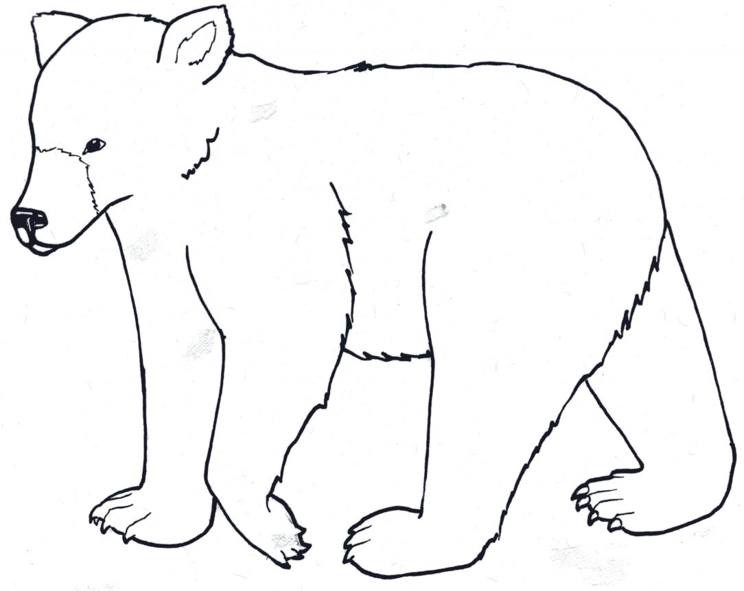 Polar Bear Head Drawing | Free download on ClipArtMag