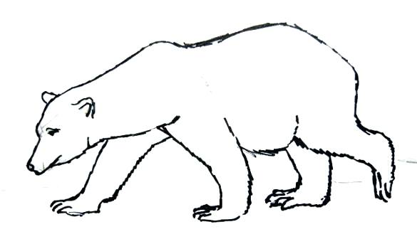 585x350 Drawn Polar Bear Line