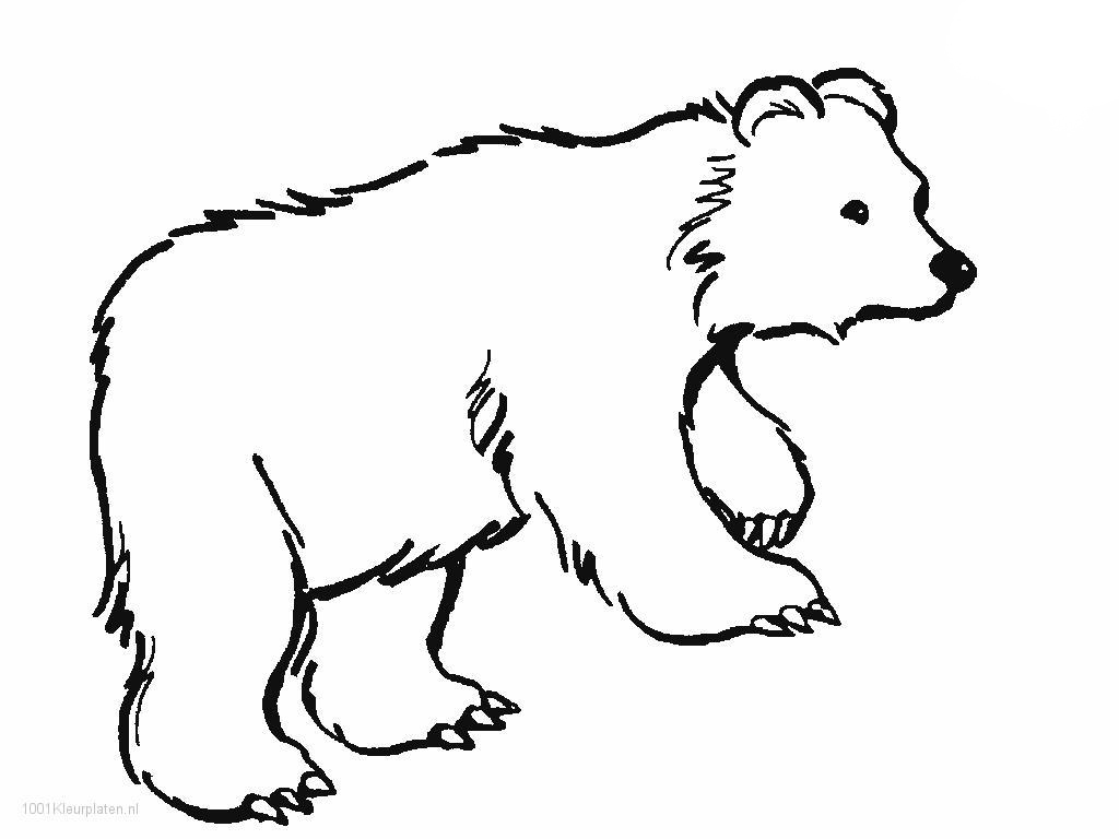 1024x768 Printable Polar Bear Coloring Pages Classic Style